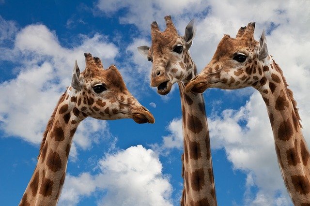 la girafe, symbole de la communication non-violente